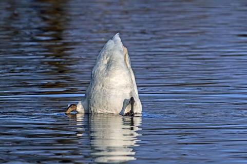 Mute swan (Cygnus olor) looking for food underwater in lake by upending upside down and showing its