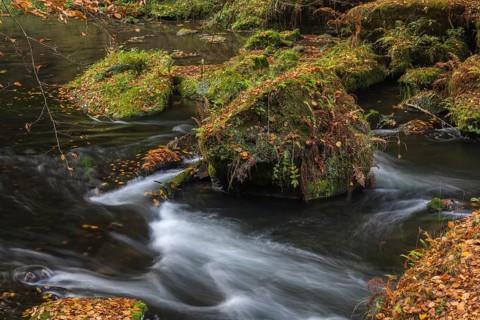 Flowing water with ferns and rocks in the Edmunds Gorge in autumn. River Kamnitz, Hrensko, Ustecky
