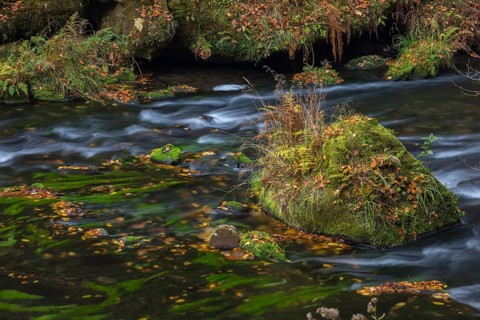 Flowing water with ferns and rocks in the Edmunds Gorge in autumn. River Kamnitz, Hrensko, Ustecky