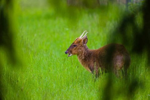 One male Reeves's muntjac (Muntiacus reevesi) stands on a green meadow