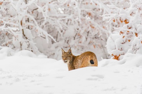 One young male Eurasian lynx, (Lynx lynx), walking through deep snow covered undergrowth in a