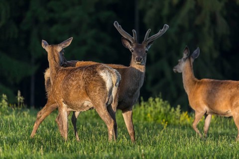 One male Altai maral, Altai wapiti or Altai elk (Cervus canadensis sibiricus) standing together