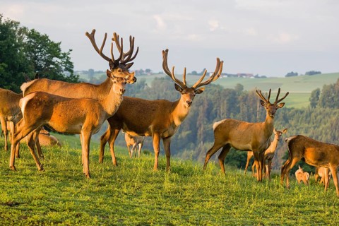 Three Altai maral stags, Altai wapiti or Altai elk (Cervus canadensis sibiricus) and some hinds
