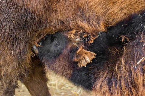 A female aurochs or urus or ure (Bos primigenius), suckles its calf