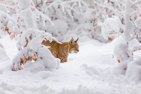 One young male Eurasian lynx, (Lynx lynx), walking through deep snow covered undergrowth in a