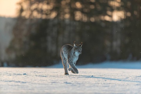 One young male Eurasian lynx, (Lynx lynx), walking over a snow covered meadow in backlight