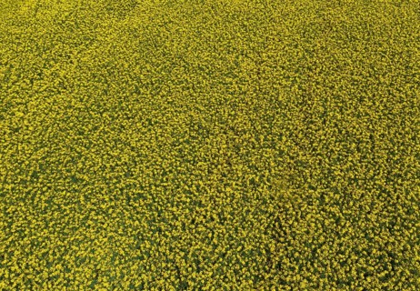 Aerial view of a rape field in summer, agricultural landscape, Innviertel, Upper Austria, Austria,