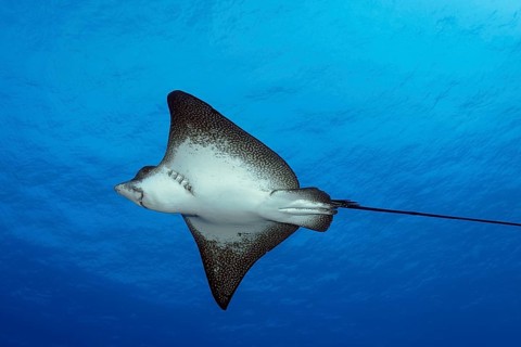 Spotted eagle ray (Aetobatus narinari), from below, swims in the open sea, Tuamotu Archipelago,
