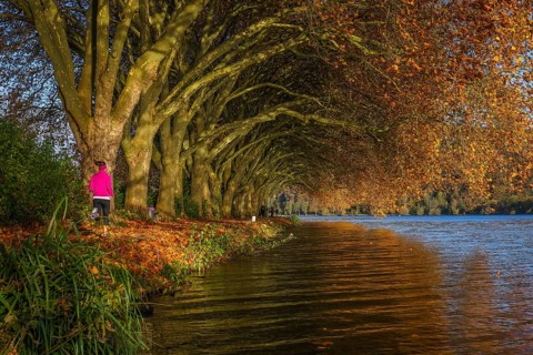 Essen, North Rhine-Westphalia, Germany - Young woman jogging on the lakeshore under trees with