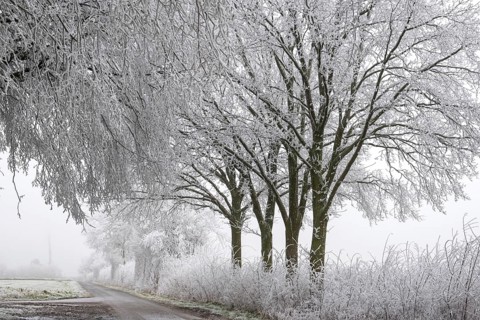 Trees with hoarfrost on a quiet winter path in foggy weather, Schöppinger Berg hill, Schöppingen,