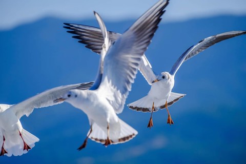 Limenas, Thassos, Greece - Seagulls accompany the Thassos Sea Lines ferry to Limenas. The capital
