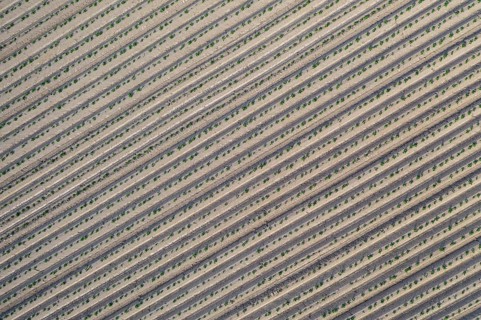Aerial view of a potato field with ridges and young shoots, Dresden, Saxony, Germany, Europe