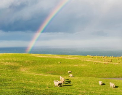 Flock of sheep grazing under a rainbow, Otago, South Island, New Zealand, Oceania