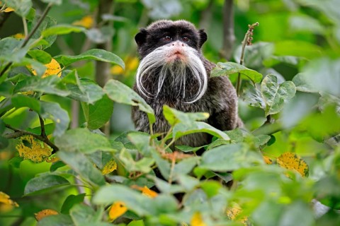 Emperor bearded tamarin (Saguinus imperator subgrisescens), adult, on tree, portrait, alert, South