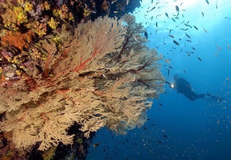 Diver looking at illuminated colony of fan coral (Melithaea) horn coral gorgonian growing on steep