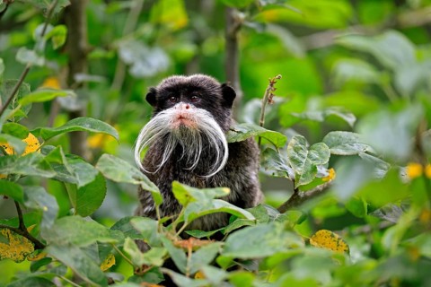Emperor bearded tamarin (Saguinus imperator subgrisescens), adult, on tree, portrait, alert, South