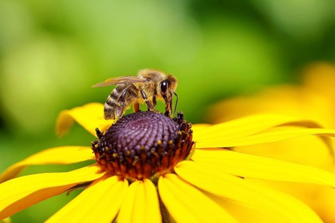 European honey bee (Apis mellifera), collecting nectar from a flower of the yellow coneflower
