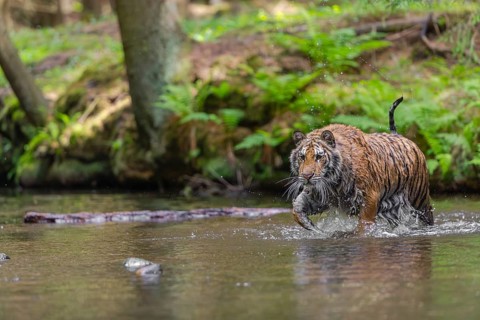 One young female Siberian Tiger, Panthera tigris altaica, walking thru the cool fresh water of a