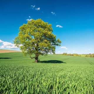 Green grain field with large solitary oak tree under blue sky in spring, Burgenlandkreis,
