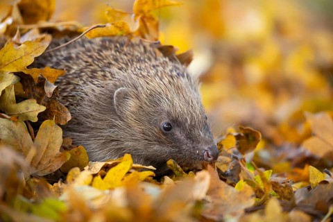 European hedgehog (Erinaceus europaeus) adult animal emerging from a pile of fallen autumn leaves,