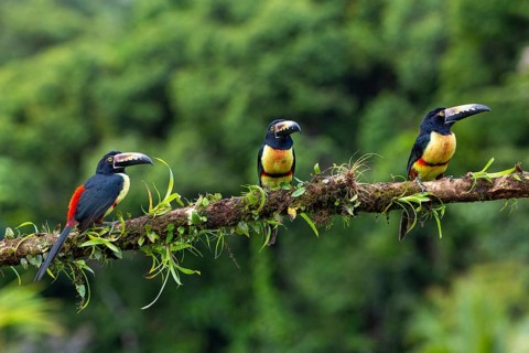 Collared Aracari (Pteroglossus torquatus), Toucans (Ramphastidae), Laguna del Lagarto Lodge,