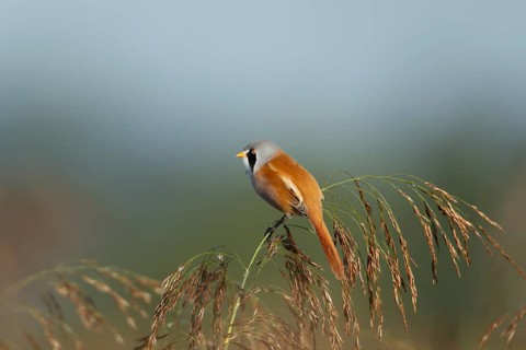 Bearded tit or reedling (Panurus biarmicus) adult male bird on a reed seedhead in a reedbed,