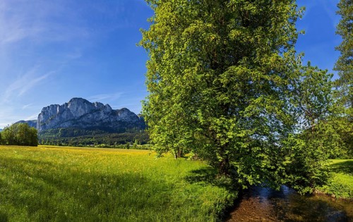Fuschler Ache and spring flower meadow with Drachenwand, Mondseeland, Salzkammergut, Upper Austria,