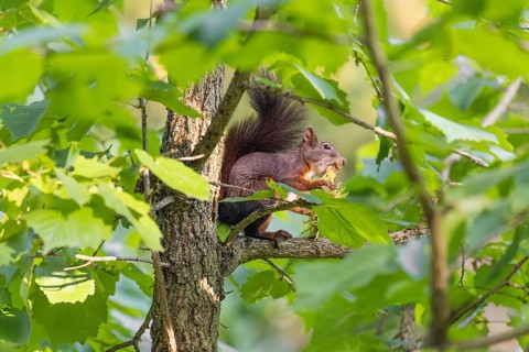 A  squirrel or Eurasian  squirrel (Sciurus vulgaris) eats from a Corylus colurna