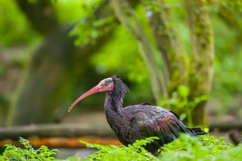 A Northern Bald Ibis, Hermit Ibis, Geronticus eremita, stands in green vegetation, looking for food