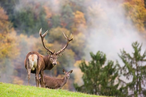 A red deer stag (Cervus elaphus) and a hind are standing in a meadow in hilly terrain. A forest