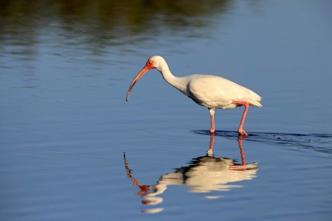 Snowy Ibis, (Eudocimus albus), adult, in the water, foraging, Merritt Island, Black Point Wildlife