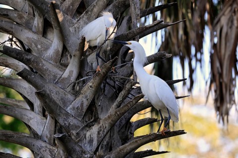 Great Egret (Egretta thula), adult, pair, in breeding plumage, during breeding season, nest