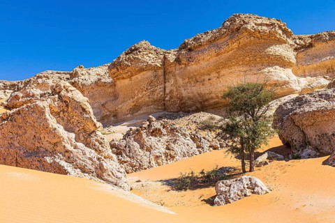 Striking rocks surrounded by windswept sand structures, sparse vegetation, Huqf stone desert,