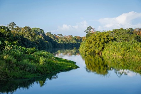 Calm river, dense vegetation with tropical rainforest, Limón province, Costa Rica, Central America