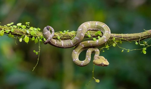 Griffin-tailed lance adder (Bothriechis schlegelii), green variety, sitting on a branch, Heredia
