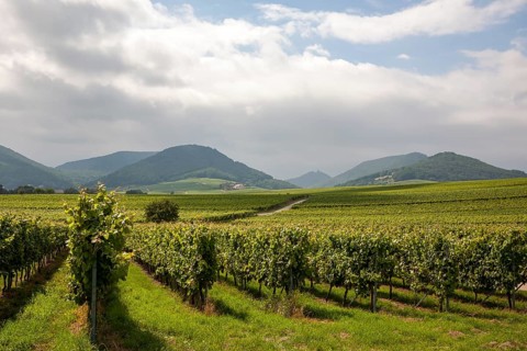 View over vineyards to the Palatinate Forest, Ilbesheim, Southern Palatinate, Palatinate,