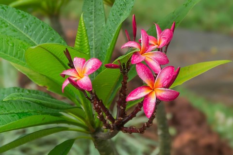 Plumeria rubra (Plumeria rubra) with raindrops, Zimbabwe, Africa