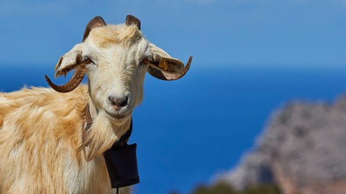 A goat with horns stands against a background of blue sea and rocky shores, goat (s), free-range,