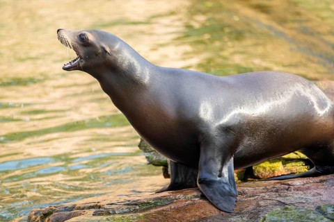 California sea lion (Zalophus californianus), at the shore of the sea, captive, Germany, Europe
