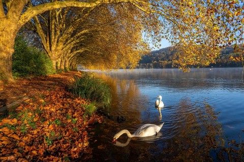 Autumnal colours at the Platanen Allee, Hardenberg Ufer, lakeside path at Lake Baldeney, near Haus