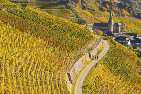 Vineyards in autumn, Mayschoß with parish church, red wine growing region Ahrtal, red wine of the