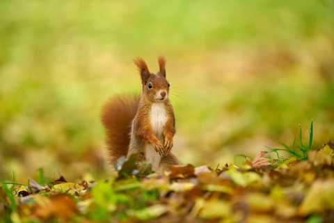 Eurasian squirrel (Sciurus vulgaris), standing in a meadow full of autumn leaves with colourful