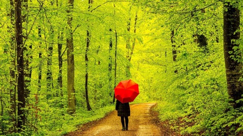 Woman, 50-55, forest path in spring, beech trees (Fagus sylvatica), Swabian Alb, Baden-Württemberg,