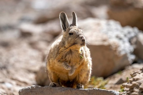 Mountain viscacha (Lagidium viscacia), sitting in the sun on a rock, lagoon route, Colcha K,