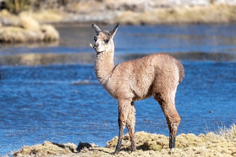 Young llama (Llama glama), standing in front of a stream, chewing on plant stems, San Agustín,