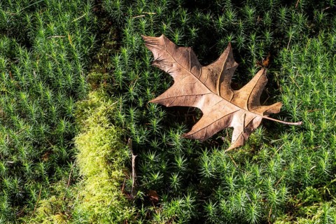 Autumn leaf of the red oak (Quercus rubrum) on common wither moss (Pölytrichum vulgare), Emsland,
