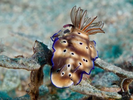 Brown nudibranch with blue edges, magnificent star snail (Hypselodoris tryoni), on a coral in the