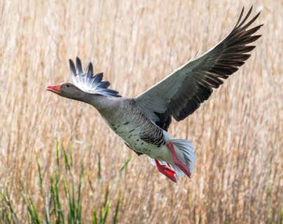Greylag goose (Anser anser) in flight, blurred behind reeds, Thuringia, Germany, Europe