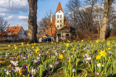 Spring flowers and the puppet theatre Theater der Nacht in Northeim, Lower Saxony, Germany, Europe
