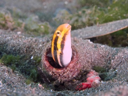 A yellow fish with stripes, striped mimicry blenny (Petroscirtes breviceps), looks curiously out of